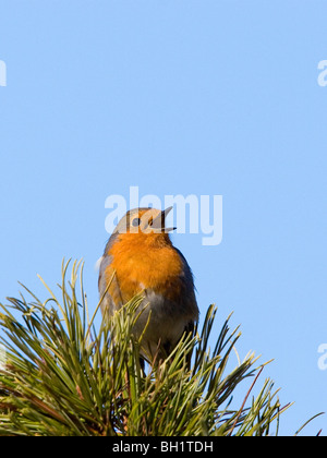 Robin singen, Erithacus Rubecula, Deutschland Stockfoto