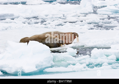 Walrosse, männlich und weiblich auf Icefloe, Odobenus Rosmarus, Spitzbergen, Norwegen Stockfoto