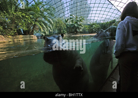 Das Nilpferd-Haus, Zoo Berlin Stockfoto