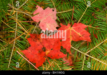 Gefallenen roten Ahorn (Acer rubrum), Blätter in Tanne Ast, Killarney, Ontario, Stockfoto