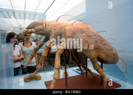 Das Deutsche Hygiene-Museum, DHMD, Zimmer 2 Leben und vom sterben, groß angelegte Ausstellung eines Staub Milbe, Dresden, Sachsen, Deutschland, Europa Stockfoto