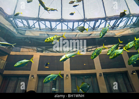 Das 5 Sterne Radisson SAS Hotel verfügt über das weltweit größte zylindrische Aquarium. Eingang zum Aqua Dom, ein Taucher reinigt Tank, Stockfoto