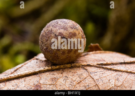 Blatt-Gall auf gefallenen Garry Oak Leaf, Metchosin, BC, Kanada Stockfoto