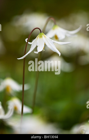 Weiße Blumen Fawn Lily (Erythronium Oregonum), Langford/Greater Victoria, BC, Kanada Stockfoto