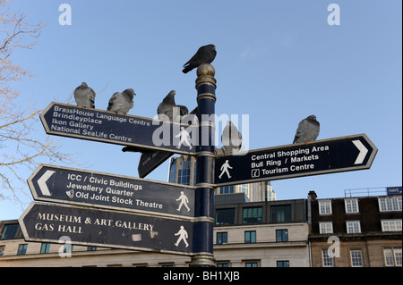 Verwilderte Tauben in Birmingham England Uk Stockfoto