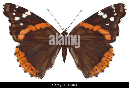 Red Admiral Schmetterling Stockfoto