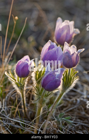 Prärie Krokus (Anemone Patens) blühen im zeitigen Frühjahr, Semi-ariden nass Seep., in der Nähe von sieben Personen, Alberta, Kanada Stockfoto