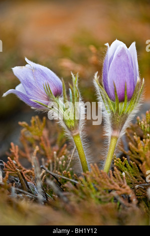 Prärie Krokus (Anemone Patens) blühen im zeitigen Frühjahr, Semi-ariden nass Seep., in der Nähe von sieben Personen, Alberta, Kanada Stockfoto