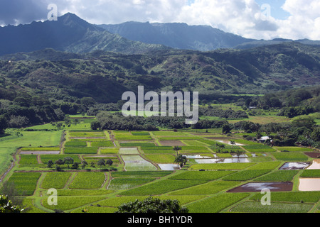 Taro-Felder in der Hanalei Tal Kauai Hallo Stockfoto