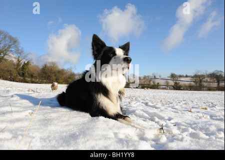 Border Collie Schäferhund im Schnee Stockfoto