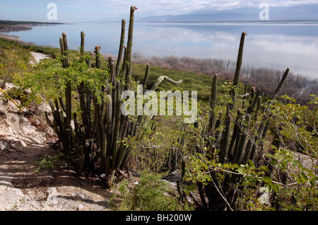 Lago Enriquillo, der größte See und der tiefste Punkt in der Karibik, Dominikanische Republik Stockfoto