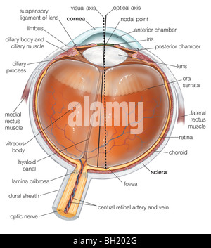 Querschnitt des menschlichen Auges Stockfoto