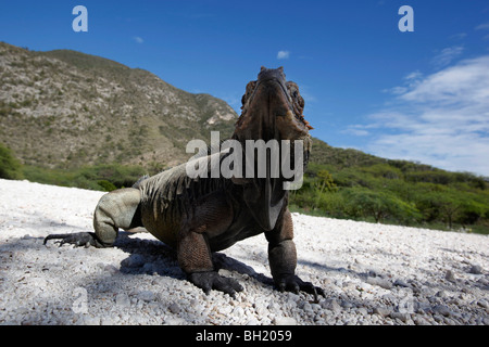 Rhinozeros-Leguan, Lago Enriquillo, Südwest Dominikanische Republik Stockfoto