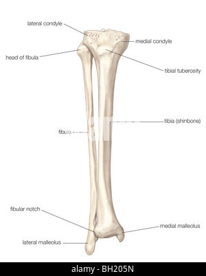 Fibula und tibia Stockfoto