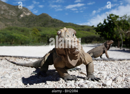 Rhinozeros-Leguan, Lago Enriquillo, Südwest Dominikanische Republik Stockfoto