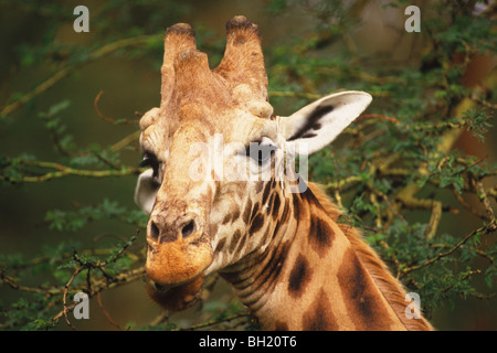 Rothschild-Giraffen (Giraffa Plancius Rothschildi) Lake Nakuru Kenia Stockfoto