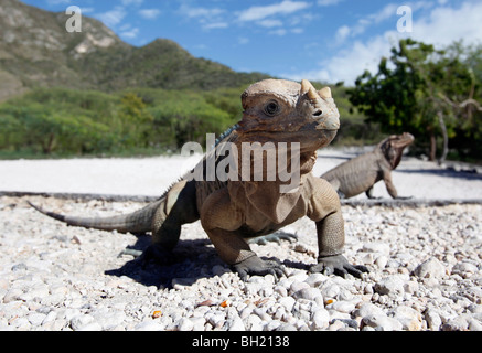 Rhinozeros-Leguan, Lago Enriquillo, Südwest Dominikanische Republik Stockfoto