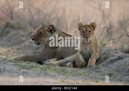 Löwe-Mutter und ihr junges im südlichen Afrika. Das Foto wurde im Hwange-Nationalpark Simbabwes. Stockfoto