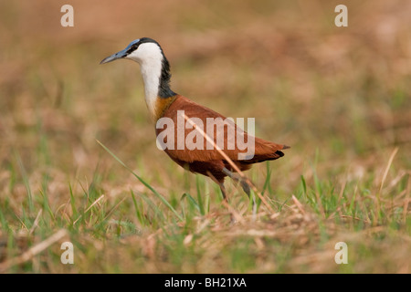 Porträt von einem afrikanischen Blatthühnchen im südlichen Afrika. Das Foto wurde in Botswanas Chobe National Park. Stockfoto