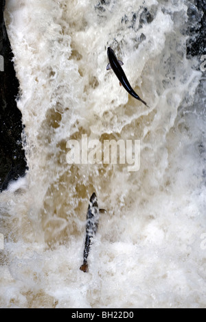 Schottischer Wildlachs aufspringend Black Linn Wasserfall, Fluss Braan in der Eremitage, Dunkeld, Perthshire, Schottland im Herbst Stockfoto