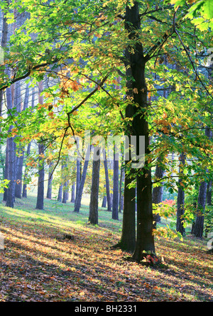 Gelb-grüne Eiche und Sonnenstrahlen im Herbst Stadtpark Stockfoto