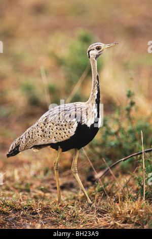 Schwarzbäuchigen Trappe (Eupodotis Melanogaster) In Kenia Masia Mara Wildreservat Stockfoto