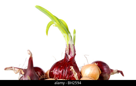 sprießen roten Zwiebel gegen weiß Stockfoto