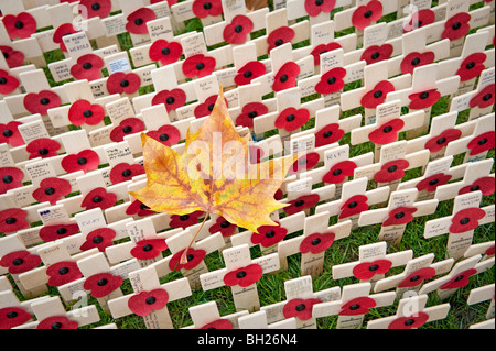 Ein Herbst Blatt umgeben von kleinen kreuzen und Mohnblumen auf dem Feld des Gedenkens in der Westminster Abbey, London Stockfoto