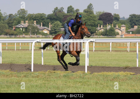 Rennpferd im Galopp auf die Galoppaden Stockfoto