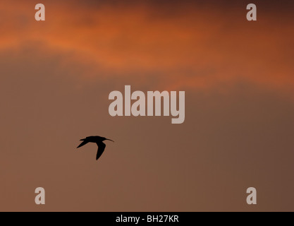 Eurasische Curlew, Numenius Arquata, fliegen über The Wash, Norfolk Stockfoto