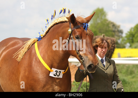 Suffolk Punch Stute bei South Suffolk Show Stockfoto