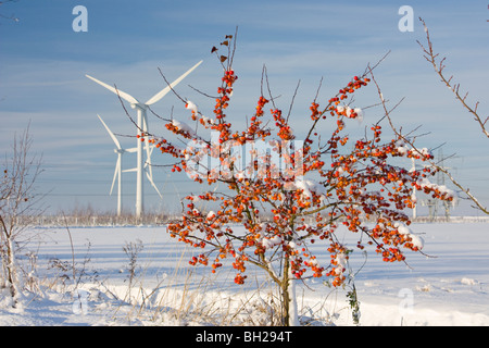 Windpark im Schnee gegen blauen Winterhimmel mit Krabben Apfelbaum Früchte im Vordergrund Stockfoto