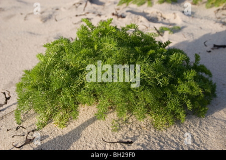 Farne wachsen in Sand, Ardwell Bay, Dumfries & Galloway, Schottland Stockfoto