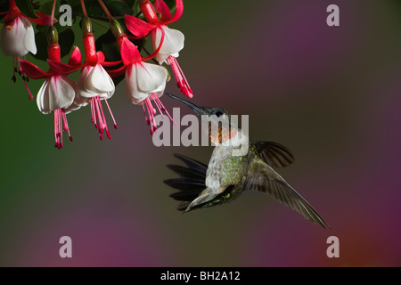 Männliche Ruby – Throated Kolibri im Flug zu füttern. Stockfoto