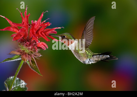 Männliche Ruby – Throated Kolibri im Flug zu füttern. Stockfoto