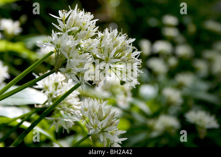 Bärlauch/Wild Knoblauch wächst in Dumfries & Galloway, Schottland Stockfoto