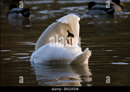 Höckerschwan putzen sich in einem Landschaftspark. Stockfoto