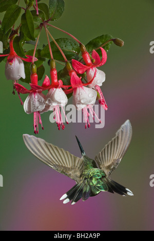 Frau Ruby throated Kolibri im Flug. Stockfoto