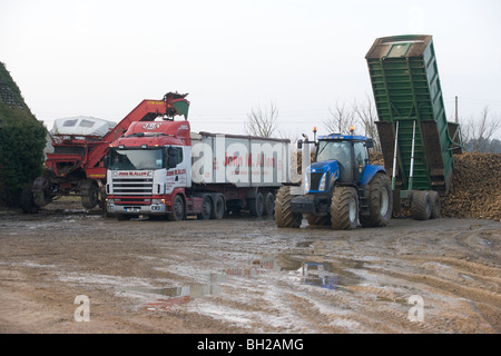 Zugmaschine und Anhänger kippen Zuckerrüben in einem Haufen auf einem Hof, während ein Transportunternehmen Rüben, das Werk zu Lasten Stockfoto