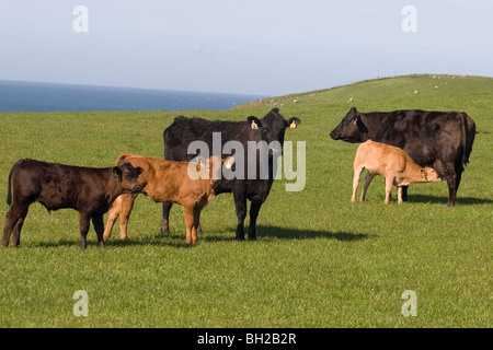 Herde der Kühe und Kälber auf Mull of Galloway, Schottland Stockfoto