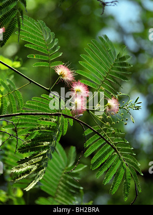 Mimosa aka silktree Stockfoto