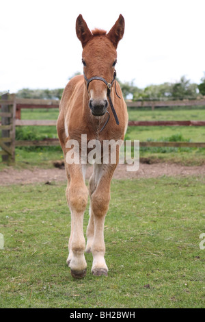 Suffolk Punch Fohlen Stockfoto