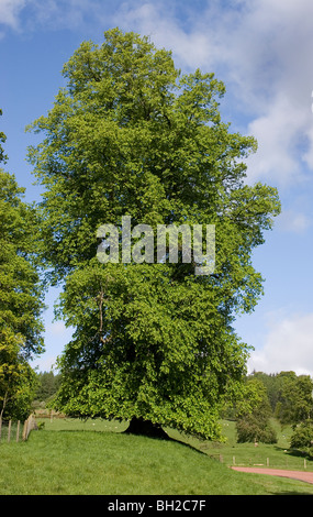 Bäume im Drumlanrig Castle Gardens, Dumfries & Galloway, Schottland Stockfoto