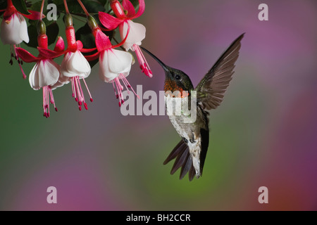 Männliche Ruby – Throated Kolibri im Flug zu füttern. Stockfoto
