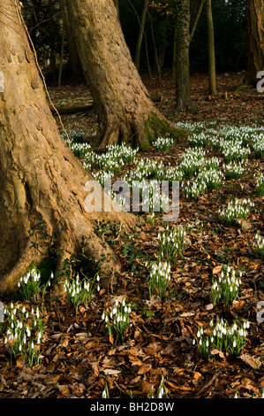 Beginnend in den Wäldern am Painswick Rokoko-Garten in Cotswolds blühen Schneeglöckchen Stockfoto