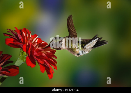 Männliche Ruby – Throated Kolibri im Flug zu füttern. Stockfoto