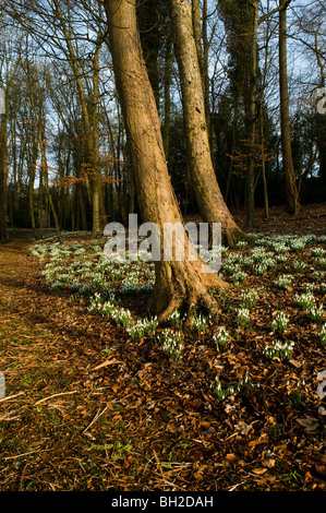 Beginnend in den Wäldern am Painswick Rokoko-Garten in Cotswolds blühen Schneeglöckchen Stockfoto