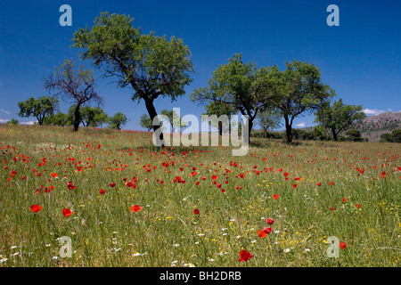 Mohn in voller Blüte auf Mandel Bauernhof, Kastilien-La Mancha, Spanien Stockfoto