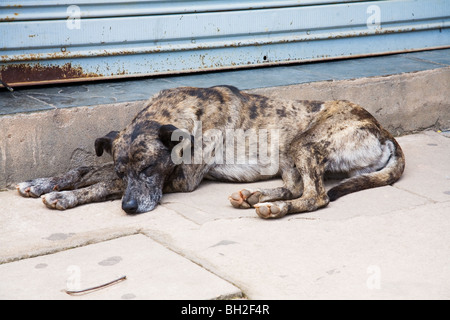 Alter Hund schlafen auf dem Bürgersteig in Rio De Janeiro Brasilien Stockfoto