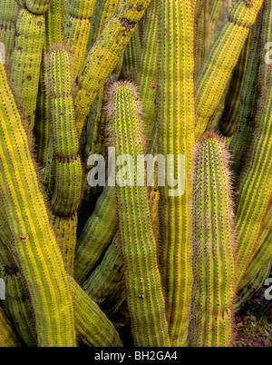 Arme des Organ Pipe Cactus in Sonoran Wüste im Organ Pipe Cactus National Monument, in der Nähe von Ajo, Arizona, USA Stockfoto